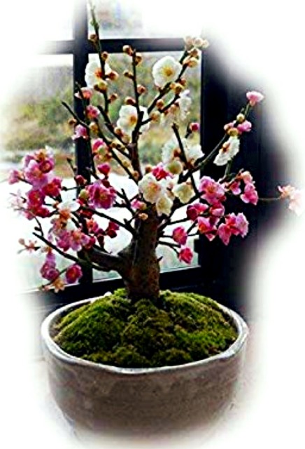 f:id:SAKI001:20200118204741j:image