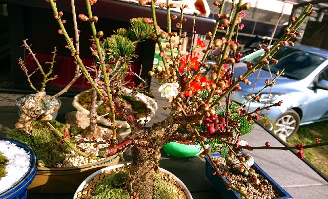 f:id:SAKI001:20200131212724j:image