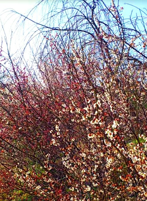 f:id:SAKI001:20200215163921j:image