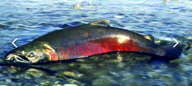 f:id:SAKI001:20200426015507j:image