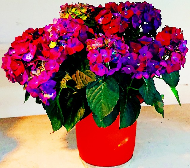 f:id:SAKI001:20200602213714j:image f:id:SAKI001:20200602213714j:image