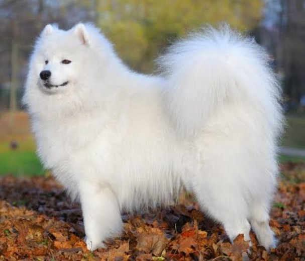 f:id:SAKI001:20240911211903j:image