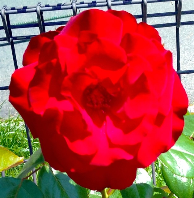 f:id:SAKI001:20240914052040j:image f:id:SAKI001:20240914052040j:image