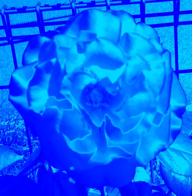 f:id:SAKI001:20240914052108j:image f:id:SAKI001:20240914052108j:image