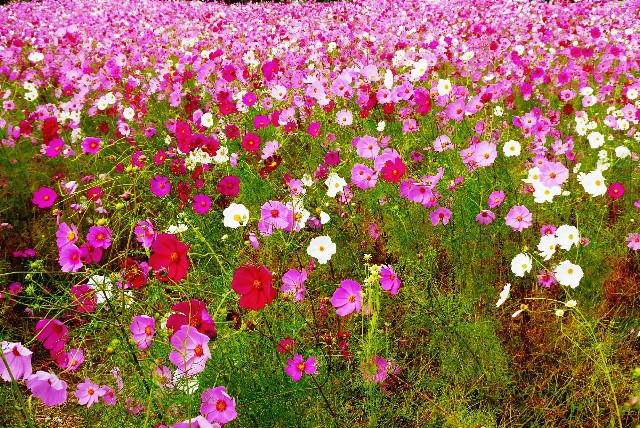 f:id:SAKI001:20240930084600j:image