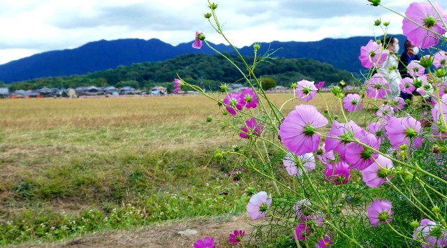 f:id:SAKI001:20240930084620j:image