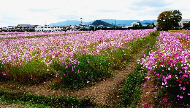 f:id:SAKI001:20240930084641j:image
