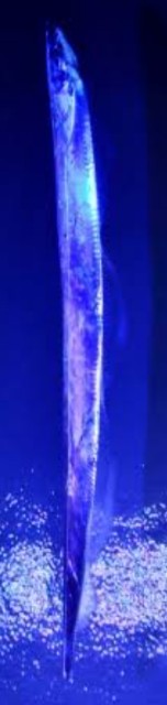 f:id:SAKI001:20241002125449j:image