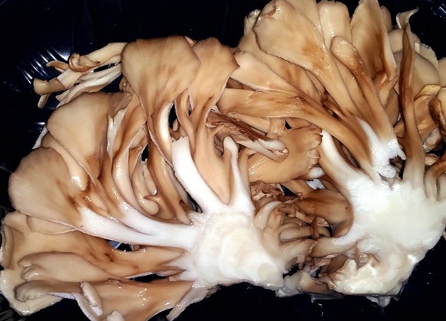 f:id:SAKI001:20241024162834j:image