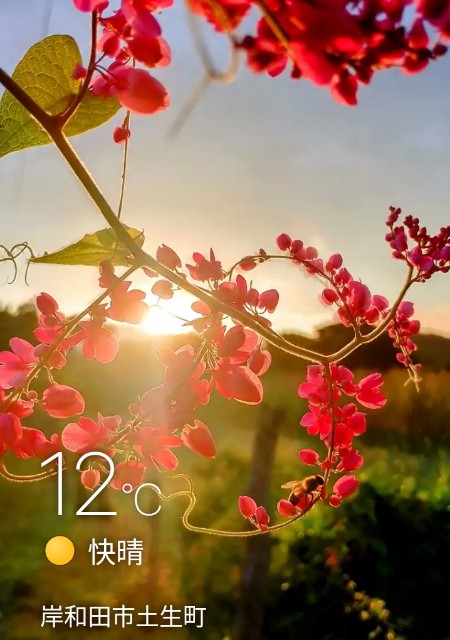 f:id:SAKI001:20241104071640j:image