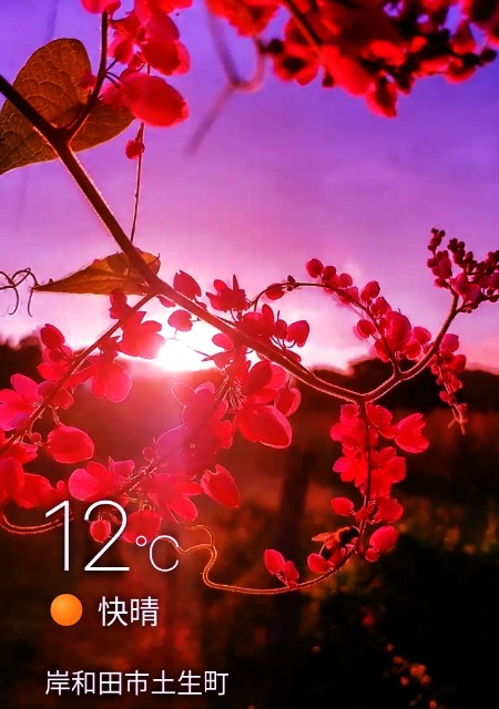 f:id:SAKI001:20241104071657j:image