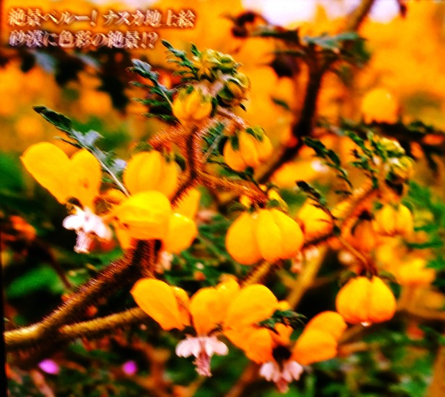 f:id:SAKI001:20241104091843j:image