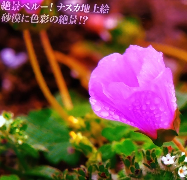 f:id:SAKI001:20241104091853j:image