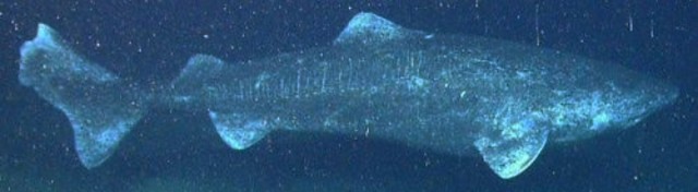 f:id:SAKI001:20250111173944j:image