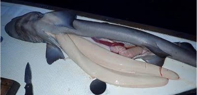 f:id:SAKI001:20250111173950j:image