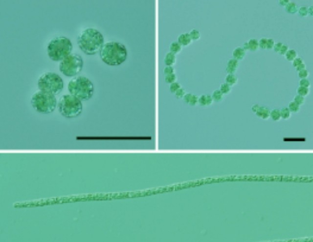 f:id:SAKI001:20250119040148j:image