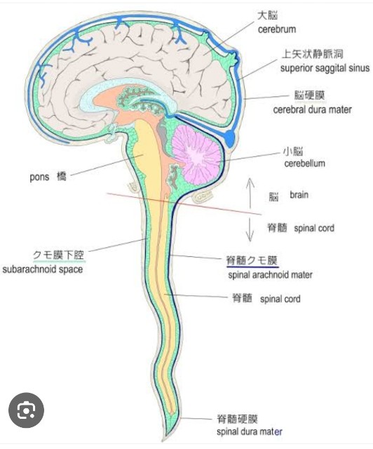 f:id:SAKI001:20250611111745j:image