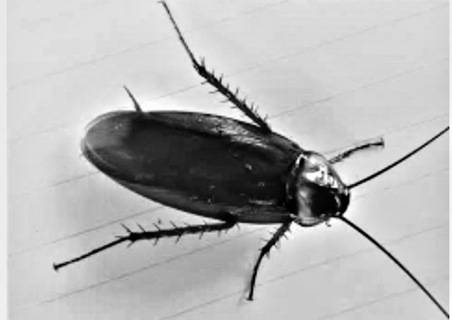 f:id:SAKI001:20250703192025j:image