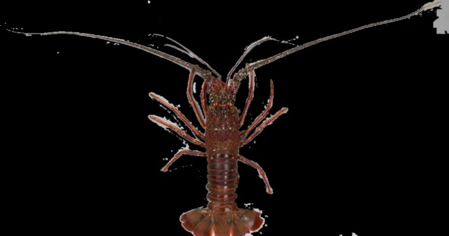 f:id:SAKI001:20250717161307j:image