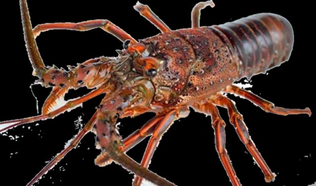 f:id:SAKI001:20250717161312j:image