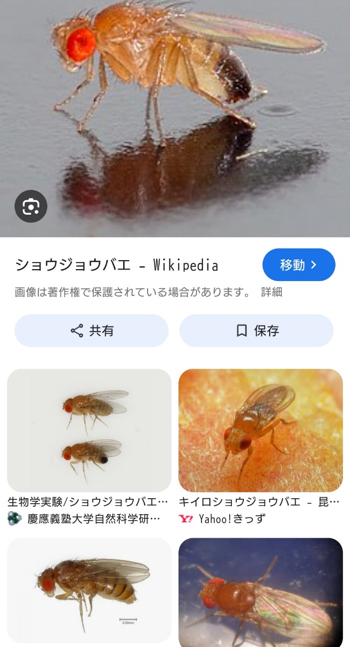 f:id:SAKI001:20260114005323j:image