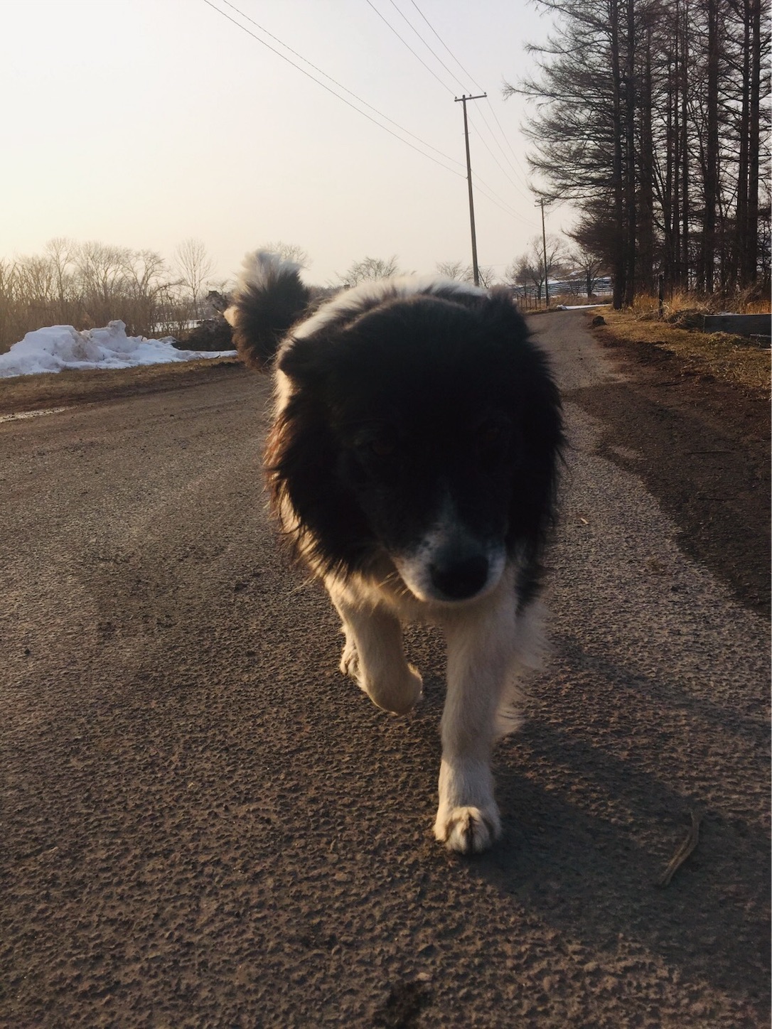 f:id:SALT_OVER:20190325112712j:image