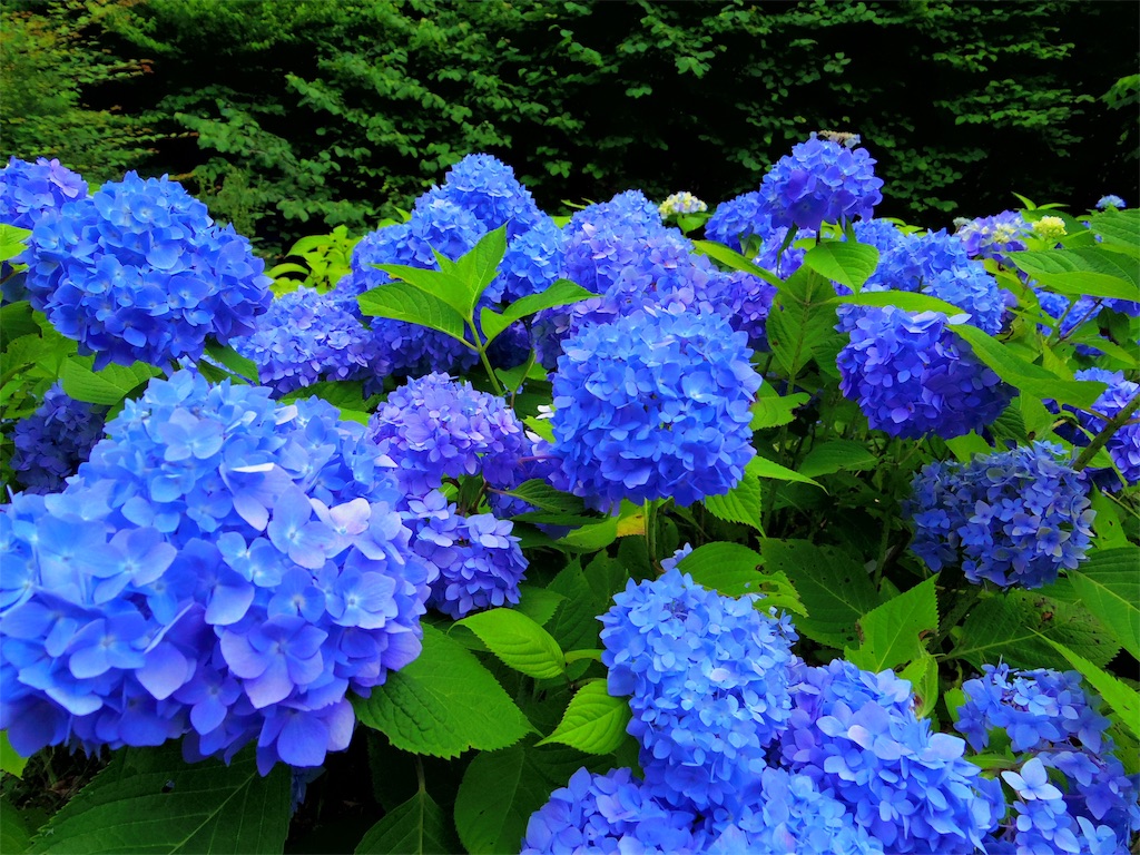 六甲トウェンティクロスからの紫陽花回帰 Sannyの青い空の下で