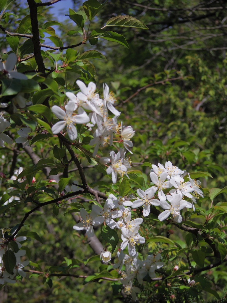 f:id:SANNY7:20180513092824j:image f:id:SANNY7:20180513092824j:image