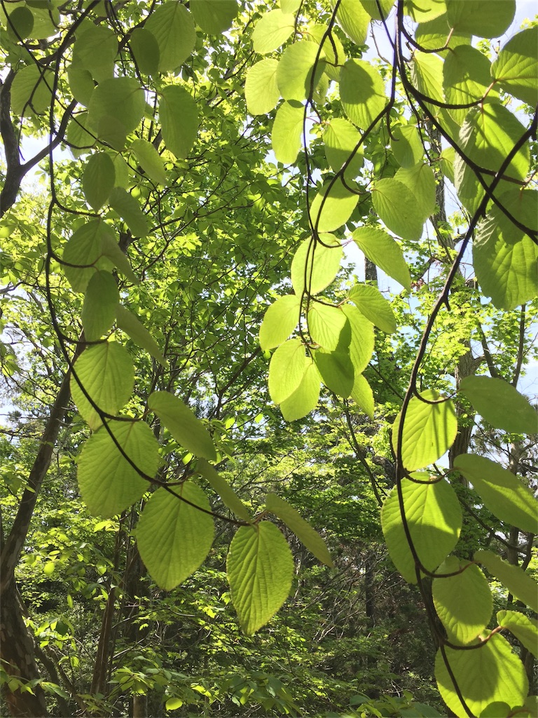 f:id:SANNY7:20180513113532j:image f:id:SANNY7:20180513113532j:image