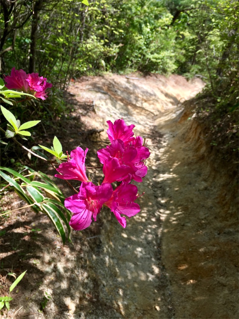 f:id:SANNY7:20180513113745j:image f:id:SANNY7:20180513113745j:image