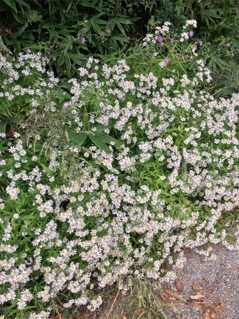 f:id:SANNY7:20191009090414j:image f:id:SANNY7:20191009090414j:image