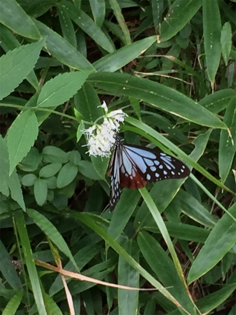 f:id:SANNY7:20191009090418j:image f:id:SANNY7:20191009090418j:image