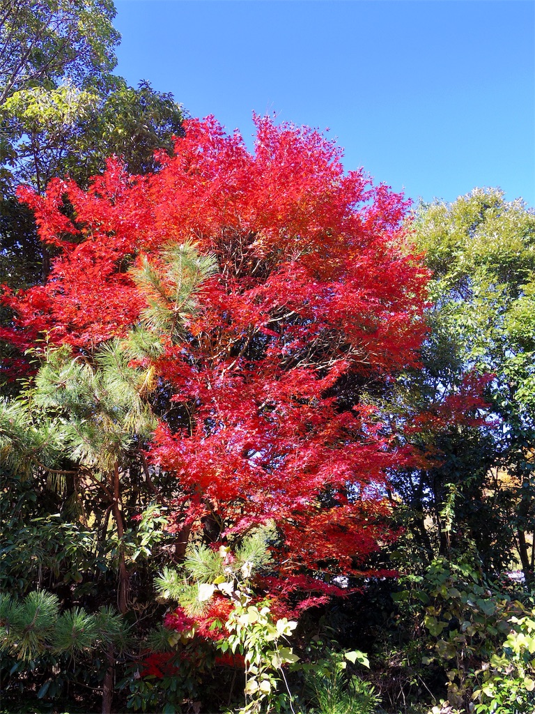 f:id:SANNY7:20191124153600j:image f:id:SANNY7:20191124153600j:image