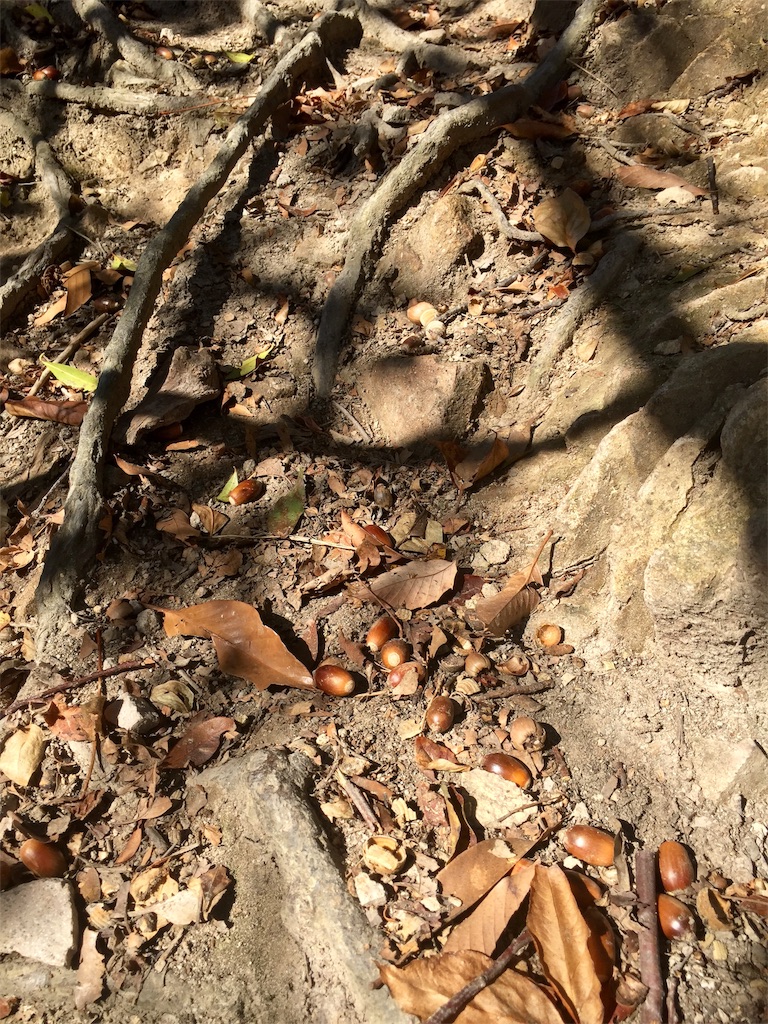 f:id:SANNY7:20191124172246j:image f:id:SANNY7:20191124172246j:image