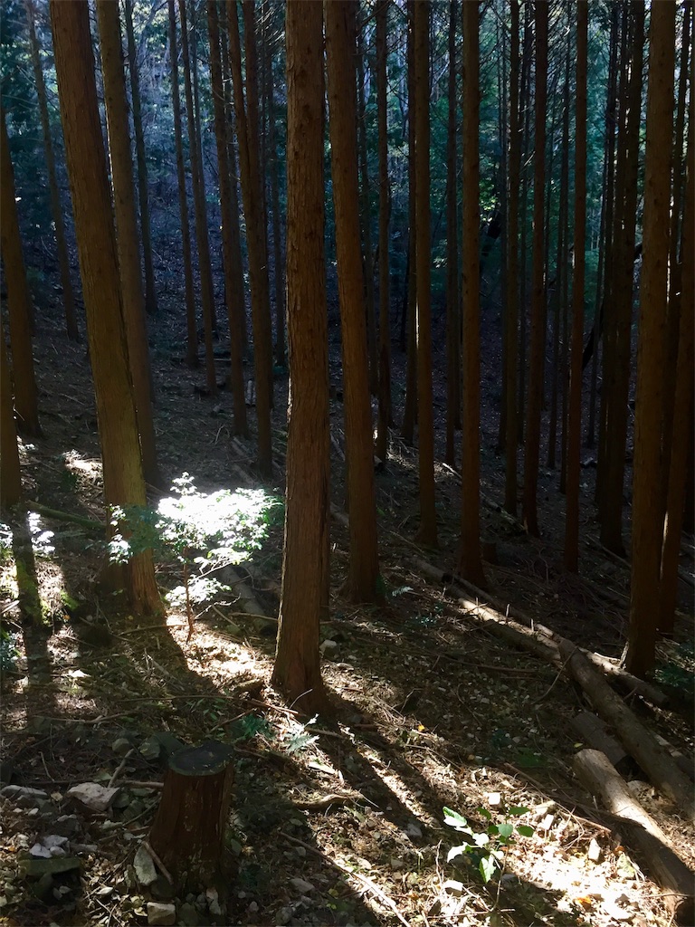 f:id:SANNY7:20191124180233j:image f:id:SANNY7:20191124180233j:image