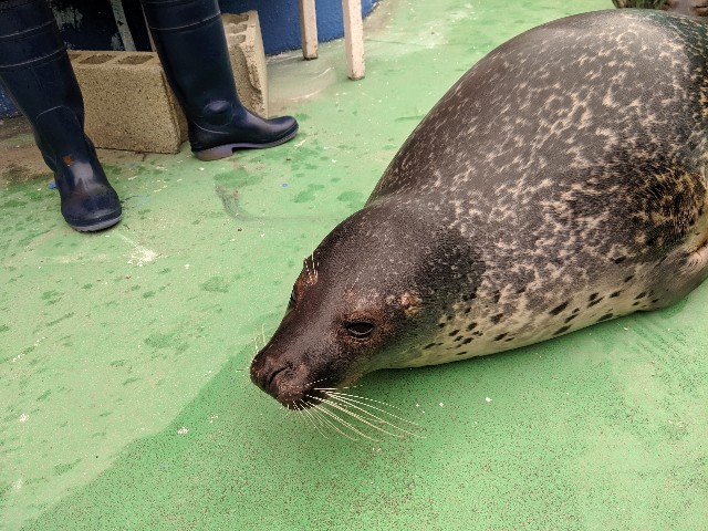 f:id:SASUGA:20191222182624j:image f:id:SASUGA:20191222182624j:image