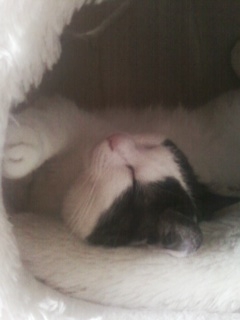 f:id:SAZA:20110626123916j:image