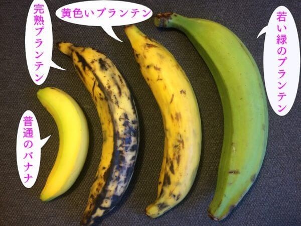 大阪店40代～60代にオススメのハーバープランティン！！ - シーコング