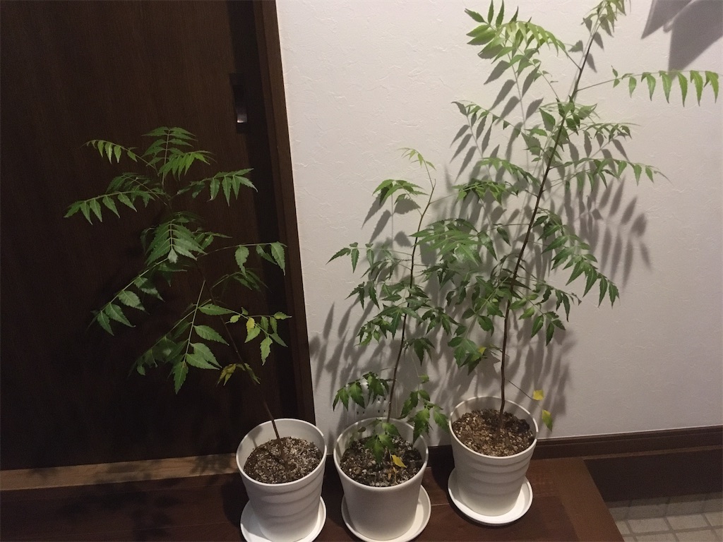 f:id:SEGE:20201101220514j:image