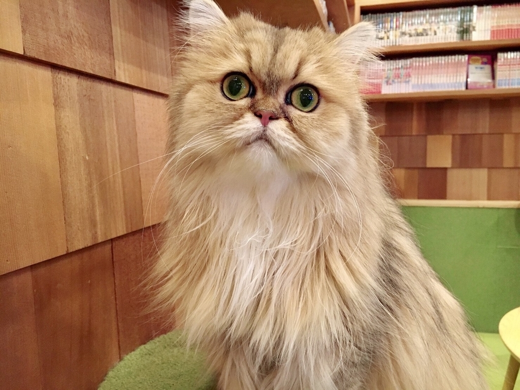 ペルシャ猫の性格と特徴まとめ【人気猫種】 - セトスイの猫まとめ!!