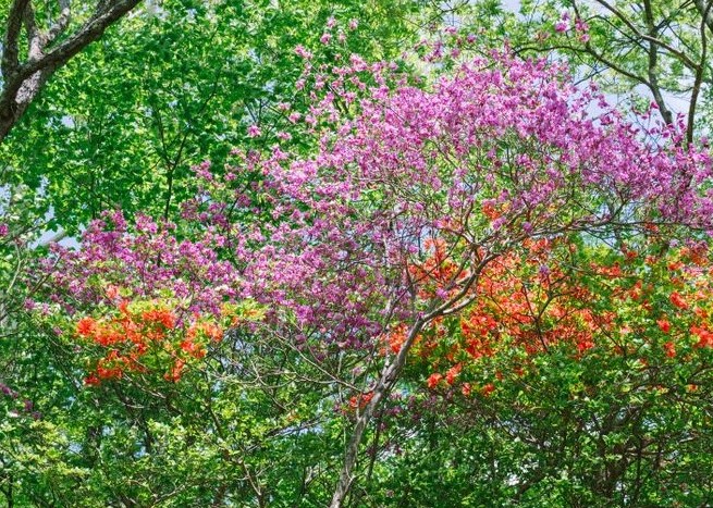 年代不明/三韓王/古代朝鮮半島物？ img_45c559b30ad4f937a4d2871040