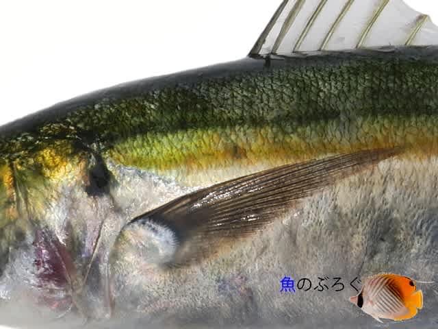 ムロアジ - 魚のぶろぐ