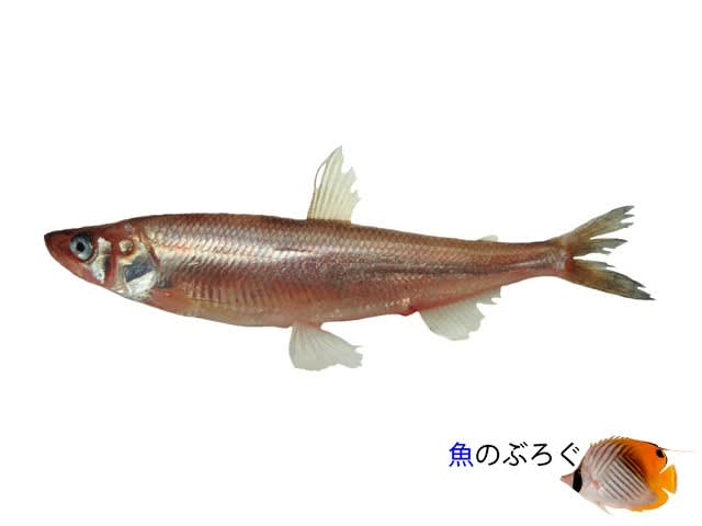 シシャモ - 魚のぶろぐ
