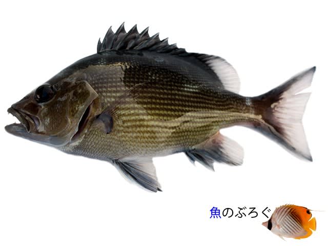 バラフエダイ - 魚のぶろぐ