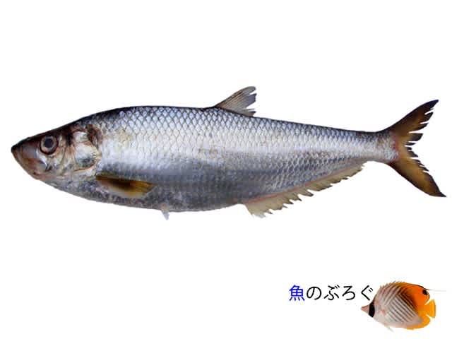 ヒラ - 魚のぶろぐ