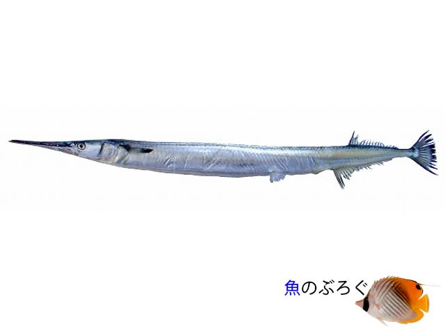 「ダツ」と呼ばれる魚 - 魚のぶろぐ