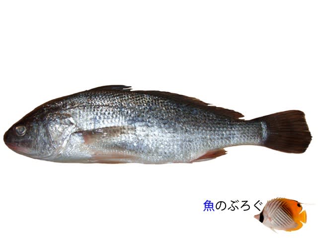 ニベ - 魚のぶろぐ