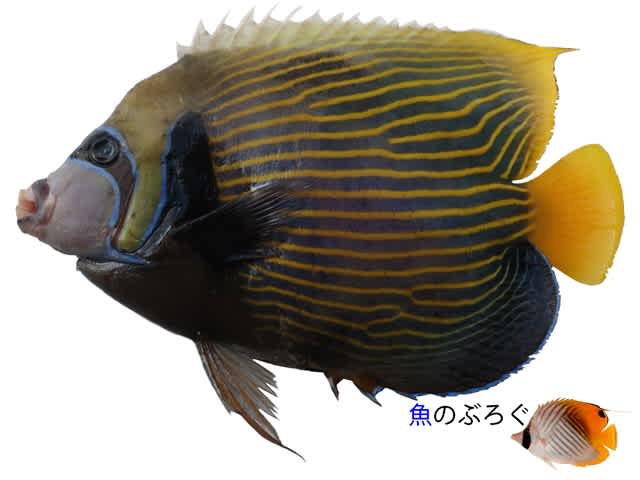タテジマキンチャクダイを食べる - 魚のぶろぐ