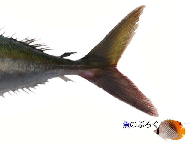ムロアジ - 魚のぶろぐ