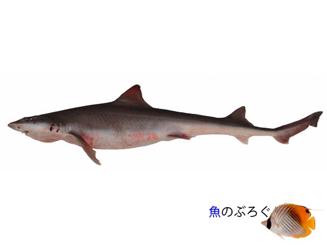 シロザメ - 魚のぶろぐ